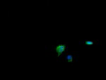CDKN2B Antibody in Immunocytochemistry (ICC/IF)