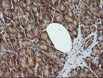 CDKN2B Antibody in Immunohistochemistry (Paraffin) (IHC (P))