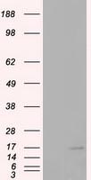 CDKN2B Antibody in Western Blot (WB)