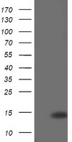 CDKN2B Antibody in Western Blot (WB)