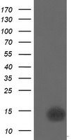 CDKN2B Antibody in Western Blot (WB)