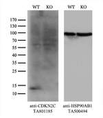 CDKN2C Antibody in Western Blot (WB)