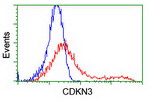 CDKN3 Antibody in Flow Cytometry (Flow)