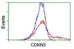 CDKN3 Antibody in Flow Cytometry (Flow)
