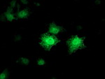 CDKN3 Antibody in Immunocytochemistry (ICC/IF)