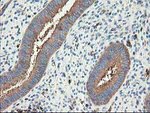 CDKN3 Antibody in Immunohistochemistry (Paraffin) (IHC (P))