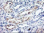 CDKN3 Antibody in Immunohistochemistry (Paraffin) (IHC (P))