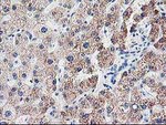 CDKN3 Antibody in Immunohistochemistry (Paraffin) (IHC (P))