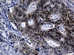CDX1 Antibody in Immunohistochemistry (Paraffin) (IHC (P))