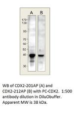 CDX2 Polyclonal Antibody