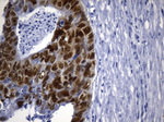 CDX2 Antibody in Immunohistochemistry (Paraffin) (IHC (P))