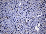 CDX2 Antibody in Immunohistochemistry (Paraffin) (IHC (P))