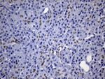CDX2 Antibody in Immunohistochemistry (Paraffin) (IHC (P))