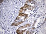 CDX2 Antibody in Immunohistochemistry (Paraffin) (IHC (P))
