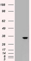 CDX2 Antibody in Western Blot (WB)