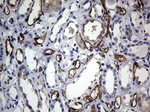 CEA (CEACAM5) Antibody in Immunohistochemistry (Paraffin) (IHC (P))