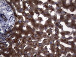 CEA (CEACAM5) Antibody in Immunohistochemistry (Paraffin) (IHC (P))