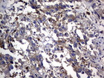 CEA (CEACAM5) Antibody in Immunohistochemistry (Paraffin) (IHC (P))