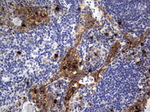 CEA (CEACAM5) Antibody in Immunohistochemistry (Paraffin) (IHC (P))