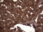 CEA (CEACAM5) Antibody in Immunohistochemistry (Paraffin) (IHC (P))