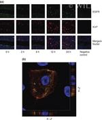 EGFR Antibody in Immunohistochemistry (IHC)