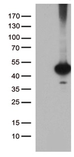 CELF6 Antibody in Western Blot (WB)
