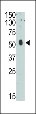 APOBEC3G Antibody in Western Blot (WB)