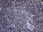 CEP55 Antibody in Immunohistochemistry (Paraffin) (IHC (P))