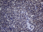 CEP55 Antibody in Immunohistochemistry (Paraffin) (IHC (P))