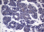 CEP55 Antibody in Immunohistochemistry (Paraffin) (IHC (P))