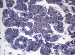 CEP55 Antibody in Immunohistochemistry (Paraffin) (IHC (P))