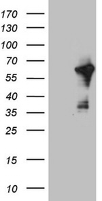 CEP55 Antibody in Western Blot (WB)