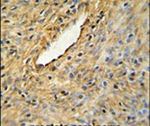 CEP63 Antibody in Immunohistochemistry (IHC)