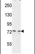 CEP63 Antibody in Western Blot (WB)
