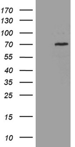 CEP72 Antibody in Western Blot (WB)