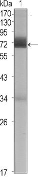 CER1 Antibody in Western Blot (WB)
