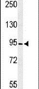 C6orf97 Antibody in Western Blot (WB)