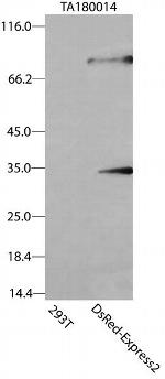 DsRed-Express2 Antibody in Western Blot (WB)