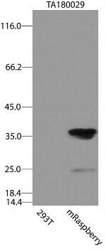 mRaspberry/AmCyan1 Antibody in Western Blot (WB)