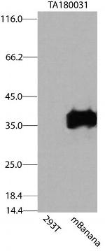 mBanana Antibody in Western Blot (WB)