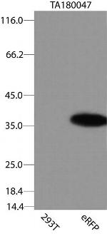 eRFP Antibody in Western Blot (WB)