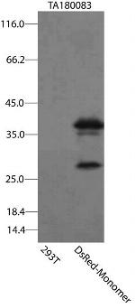 DsRed-Monomer Antibody in Western Blot (WB)