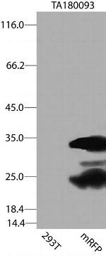 mRFP Antibody in Western Blot (WB)