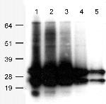 AsRed2 Antibody in Western Blot (WB)