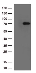 Lymphocyte Activation Gene 3 (LAG3) Antibody in Western Blot (WB)