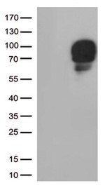 SIRP alpha (SIRPA) Antibody in Western Blot (WB)