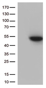CDK15 Antibody in Western Blot (WB)