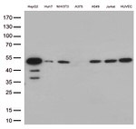 CDK15 Antibody in Western Blot (WB)