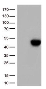 TNFRSF4 Antibody in Western Blot (WB)