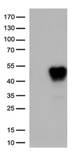 TNFRSF4 Antibody in Western Blot (WB)